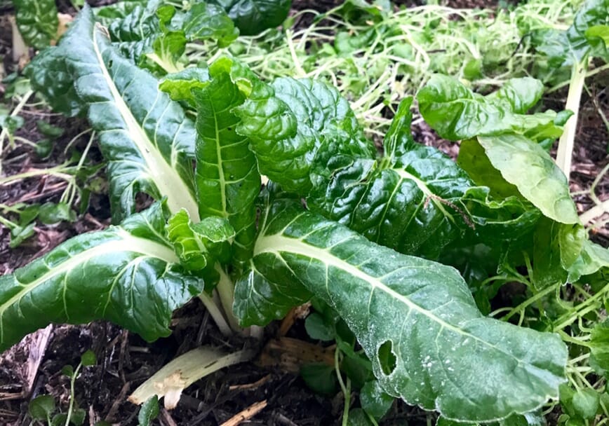 quickfix kjøkkenhage bokashi 2.jpg