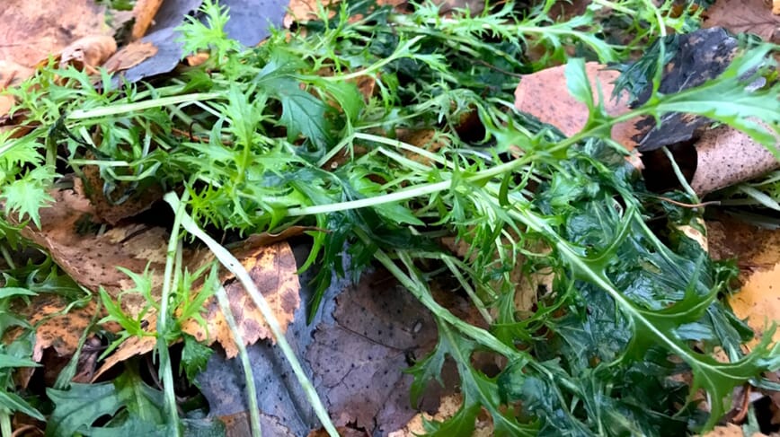 quickfix kjøkkenhage bokashi 3.jpg