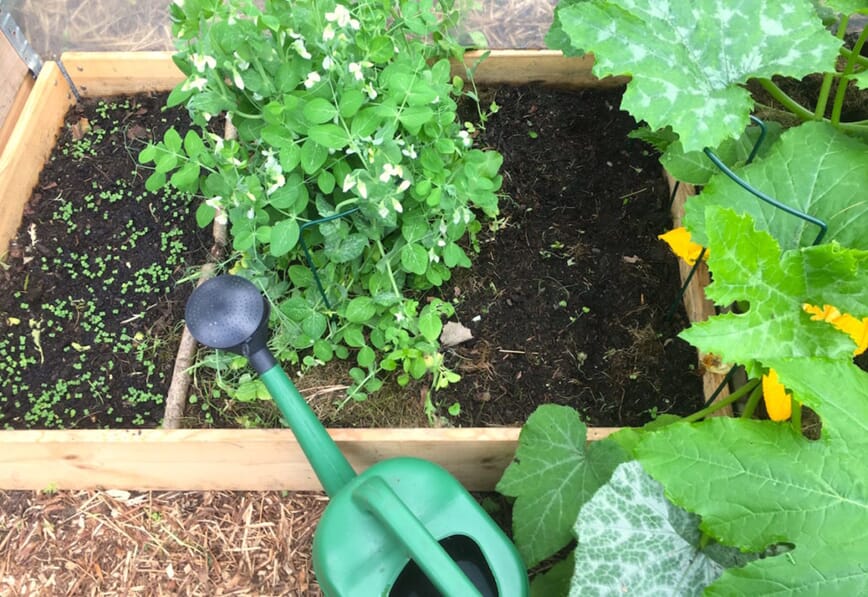 Seriedyrking med Bokashi 5.jpg