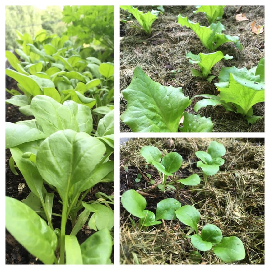 Seriedyrking med Bokashi 6.jpg