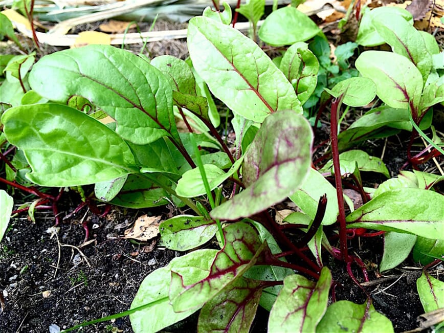 Seriedyrking med Bokashi 7.jpg