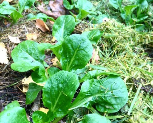 Seriedyrking med Bokashi 8.jpg