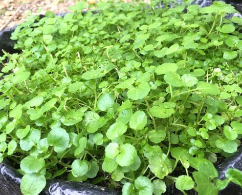 Seriedyrking med Bokashi 9.jpg