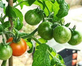 Tomater i julestria bokashi 6.jpg