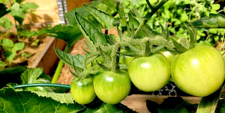 Tomater rett i bokashi-komposten