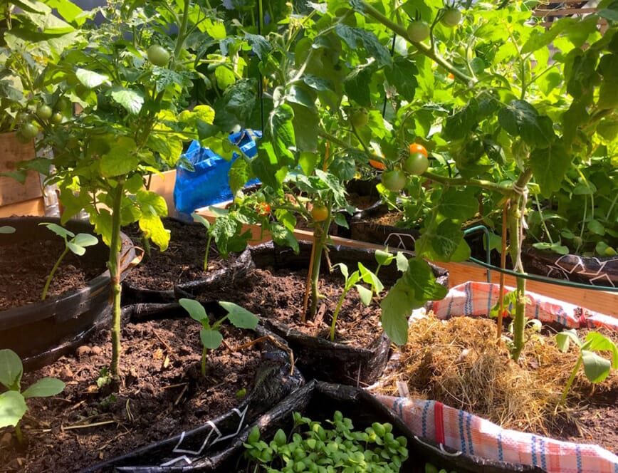 tomater rett i bokashi2.jpg