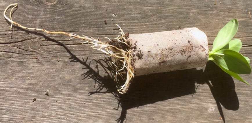 Toppgjødsling med bokashi kompostjord 2_1.jpg