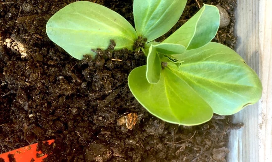 Toppgjødsling med bokashi kompostjord 3_1.jpg