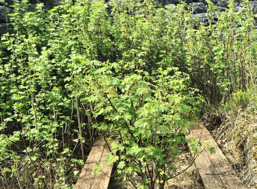 Toppgjødsling med bokashi kompostjord 4_1.jpg