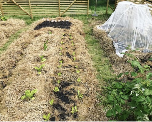 treflis i hagen bokashi 2.jpg