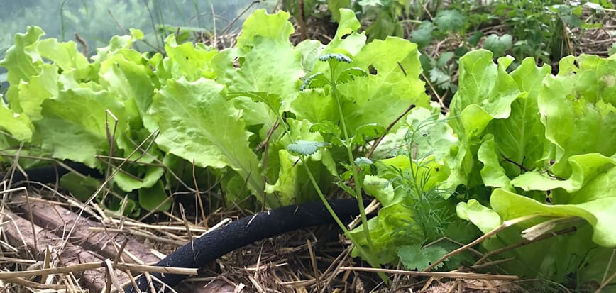 Vanne med svetteslange bokashi 2.jpg