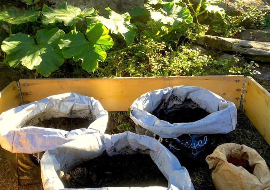 Vi setter poteter i august 2_1.jpg