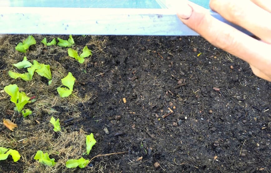 Vi setter poteter i august 3_1.jpg