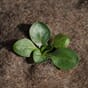 Ugressduk-med-plante.jpg